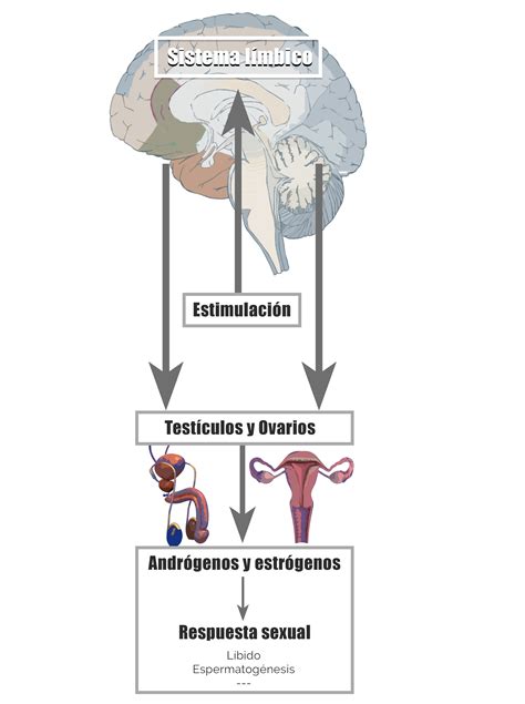 La excitación sexual